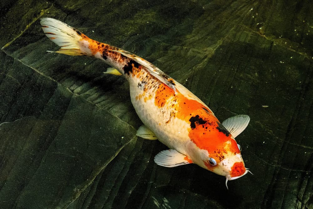 Swim Bladder Disease