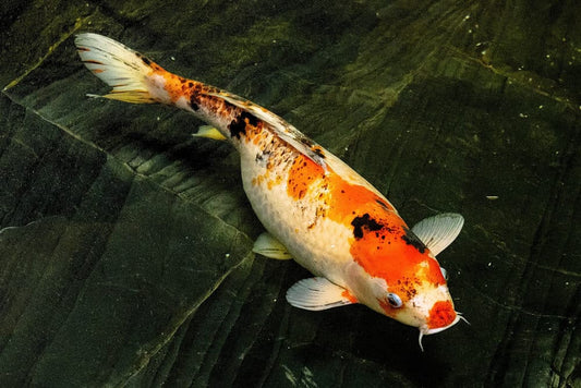 Swim Bladder Disease