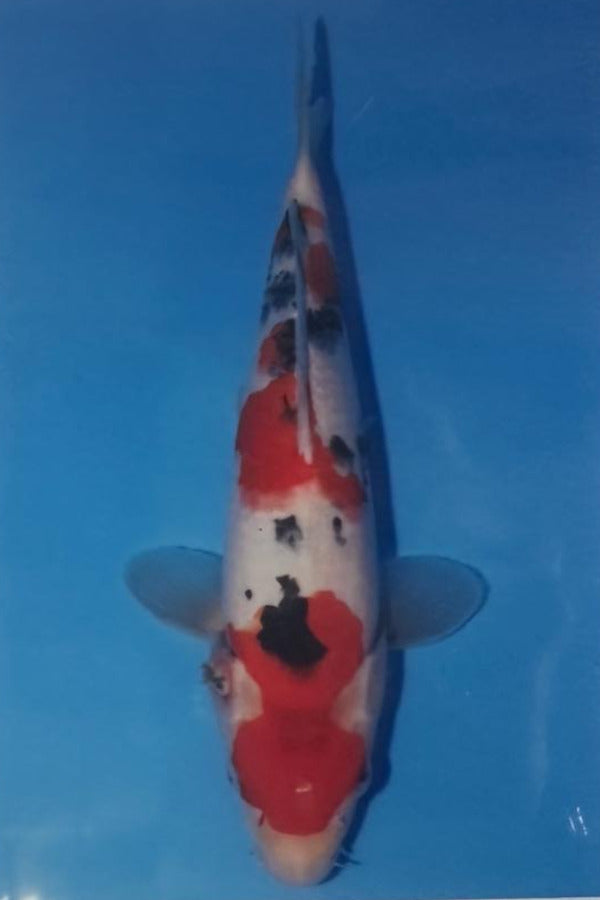 Sanke 65cm – C N Koi - Main Image