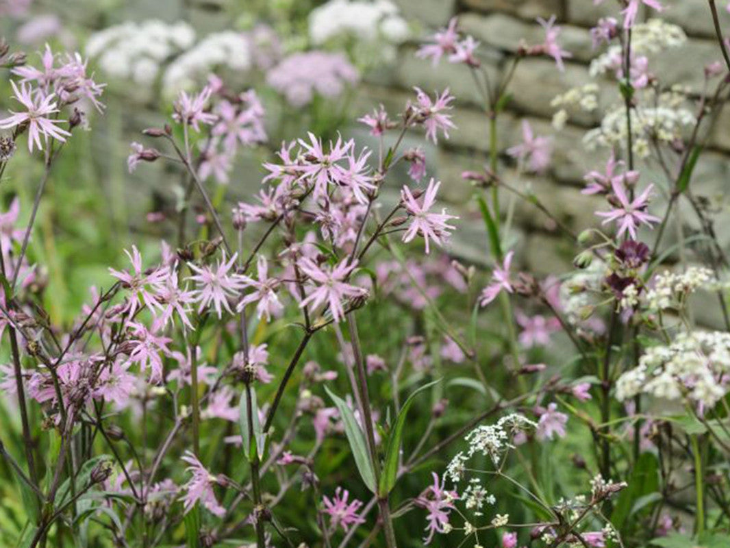 Lychnis Flos-Cuculi