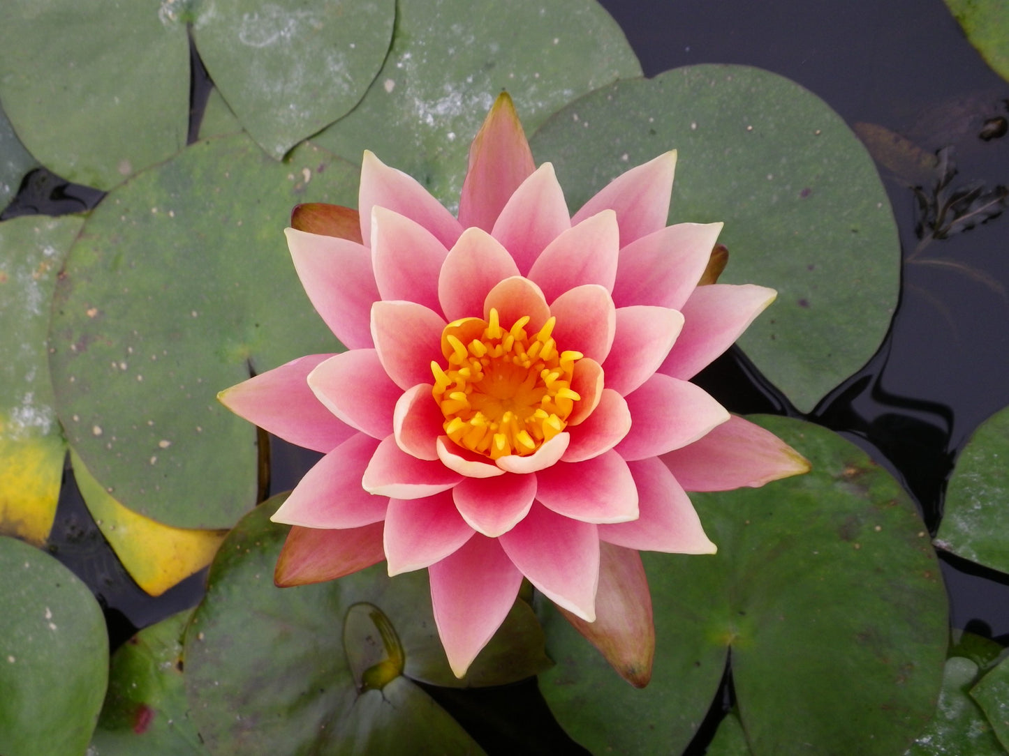 Nymphaea Aurora Water Lily