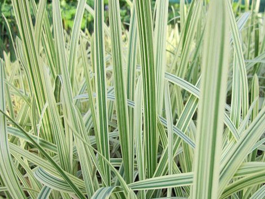 Glyceria Maxima Variegata