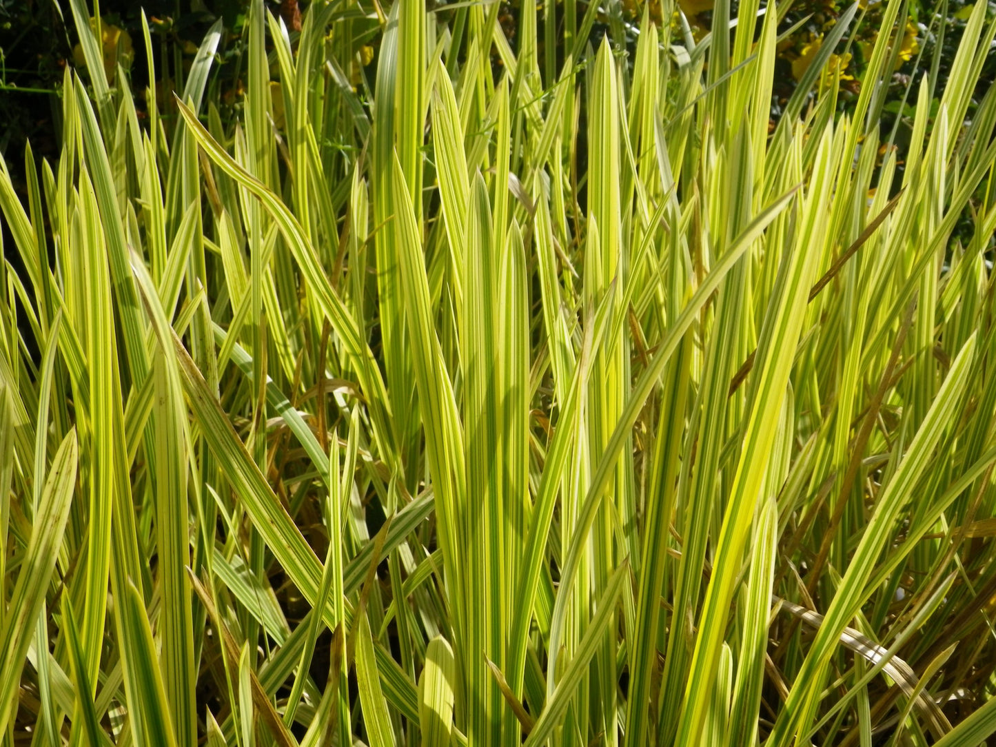Glyceria Maxima Variegata