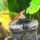 Cherry Shrimp in tank