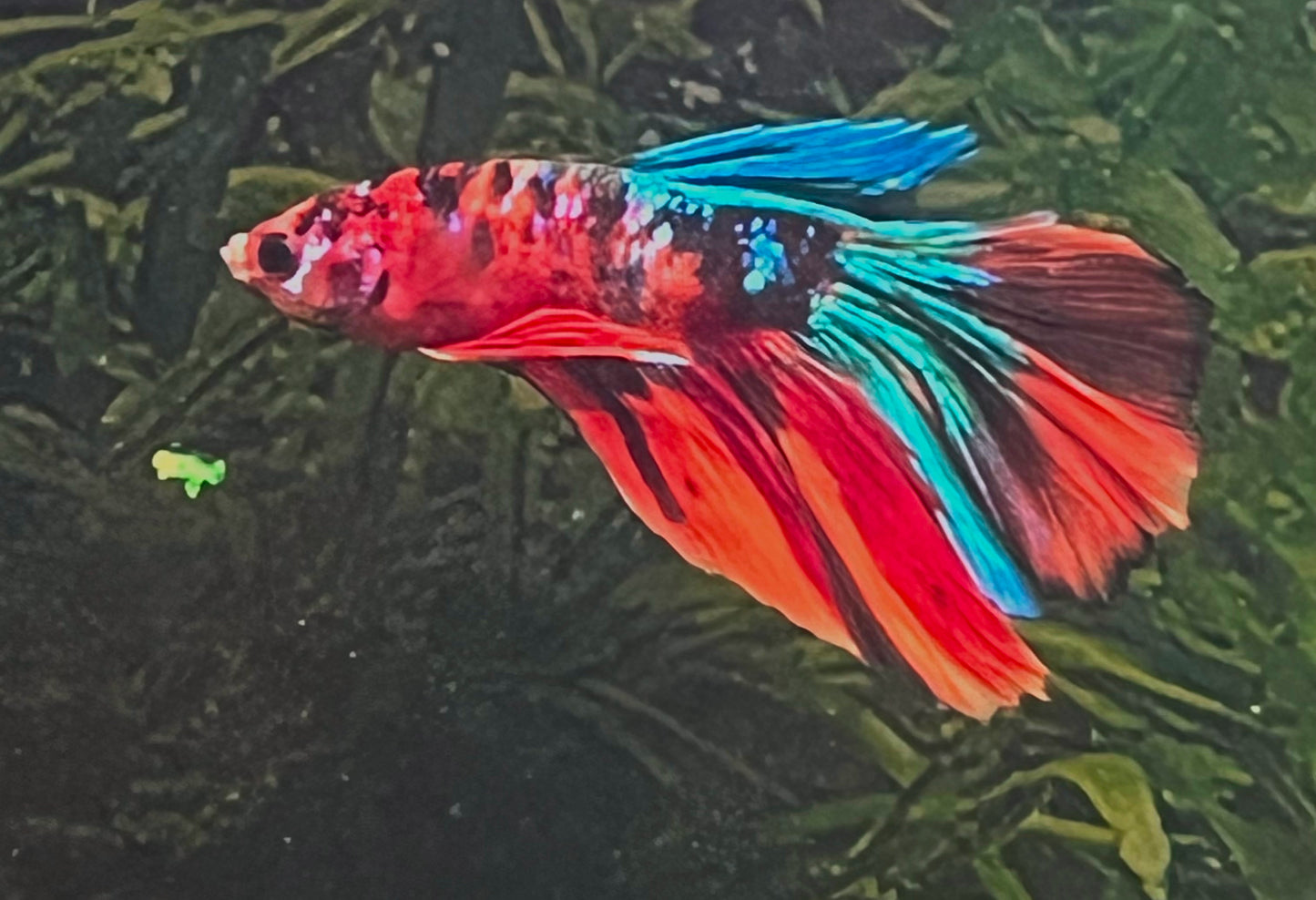 Dumbo Eared Betta Fish main