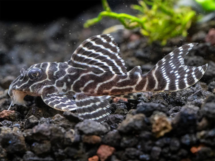 King Tiger Plec young