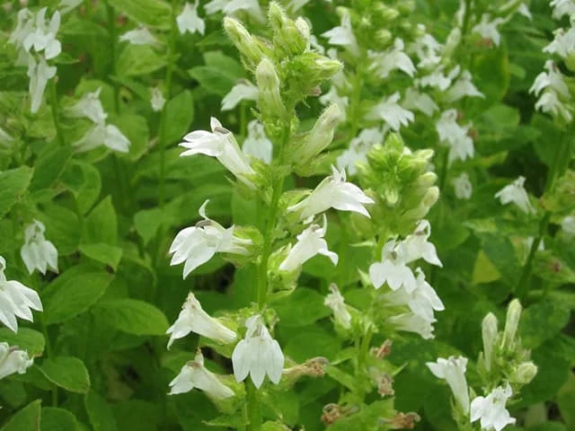 Lobella Siphilitica Alba