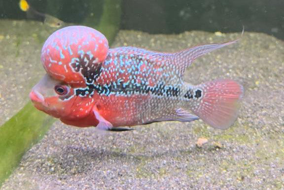 Flowerhorn Cichlids main