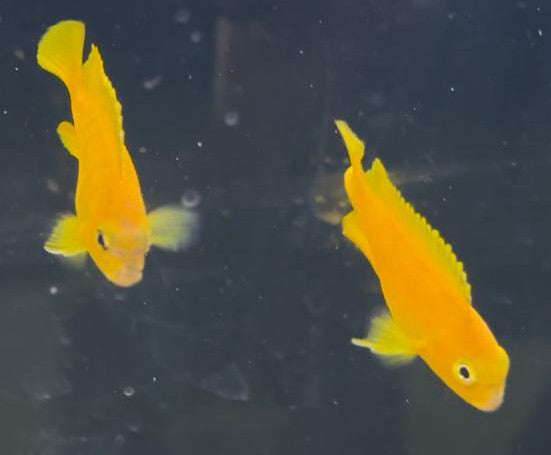 Lake Malawi Cichlid pair