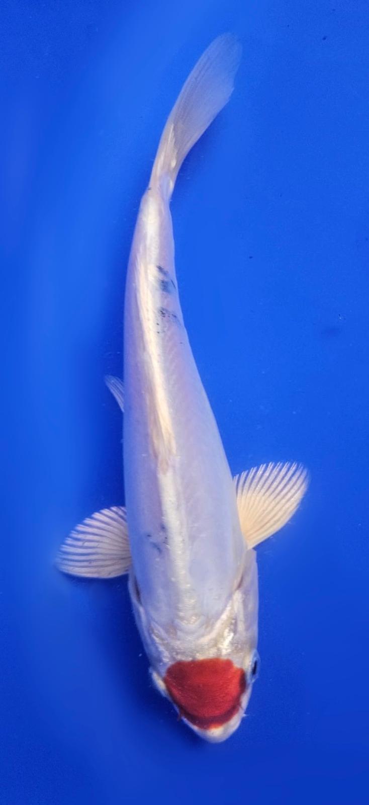Doistu Tancho Sanke - 20cm
