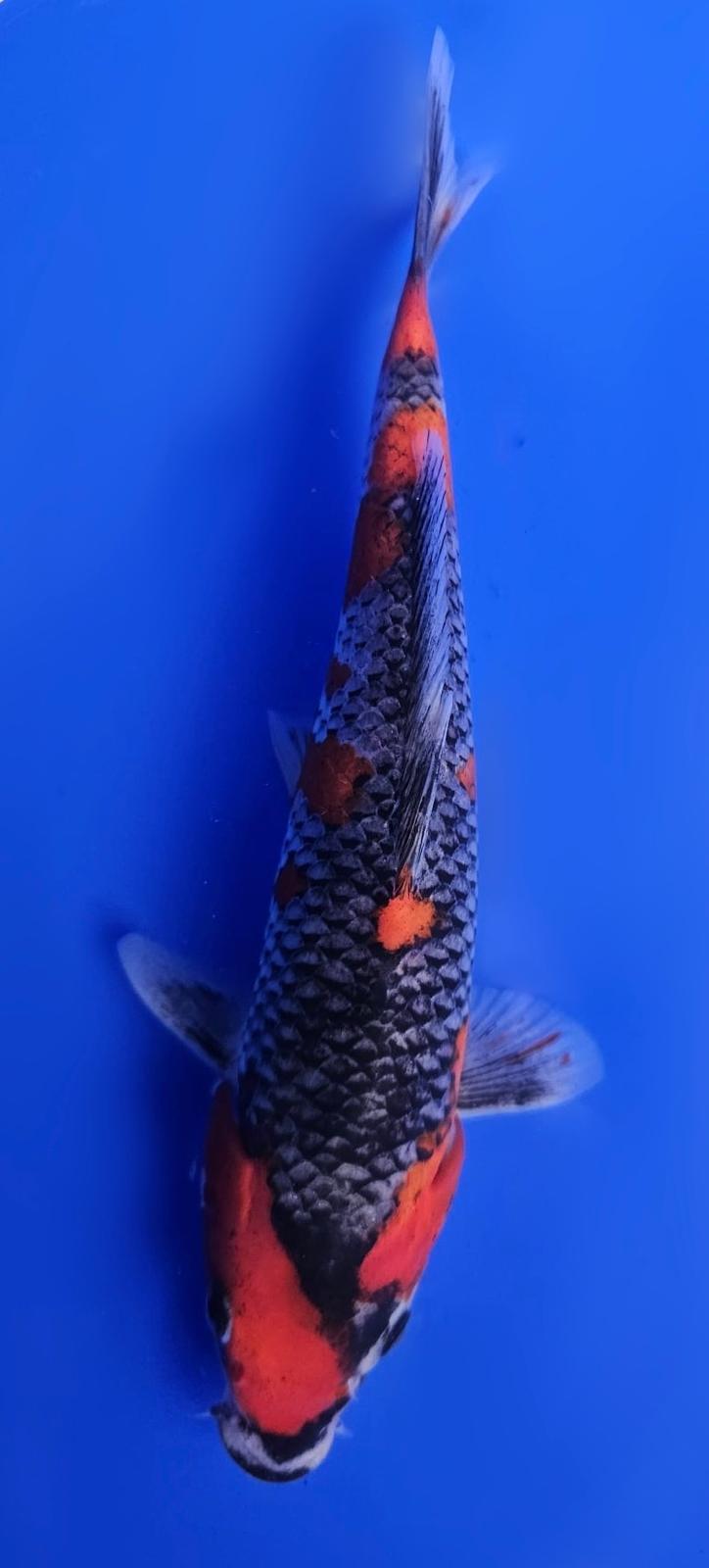 Goshiki - 20cm