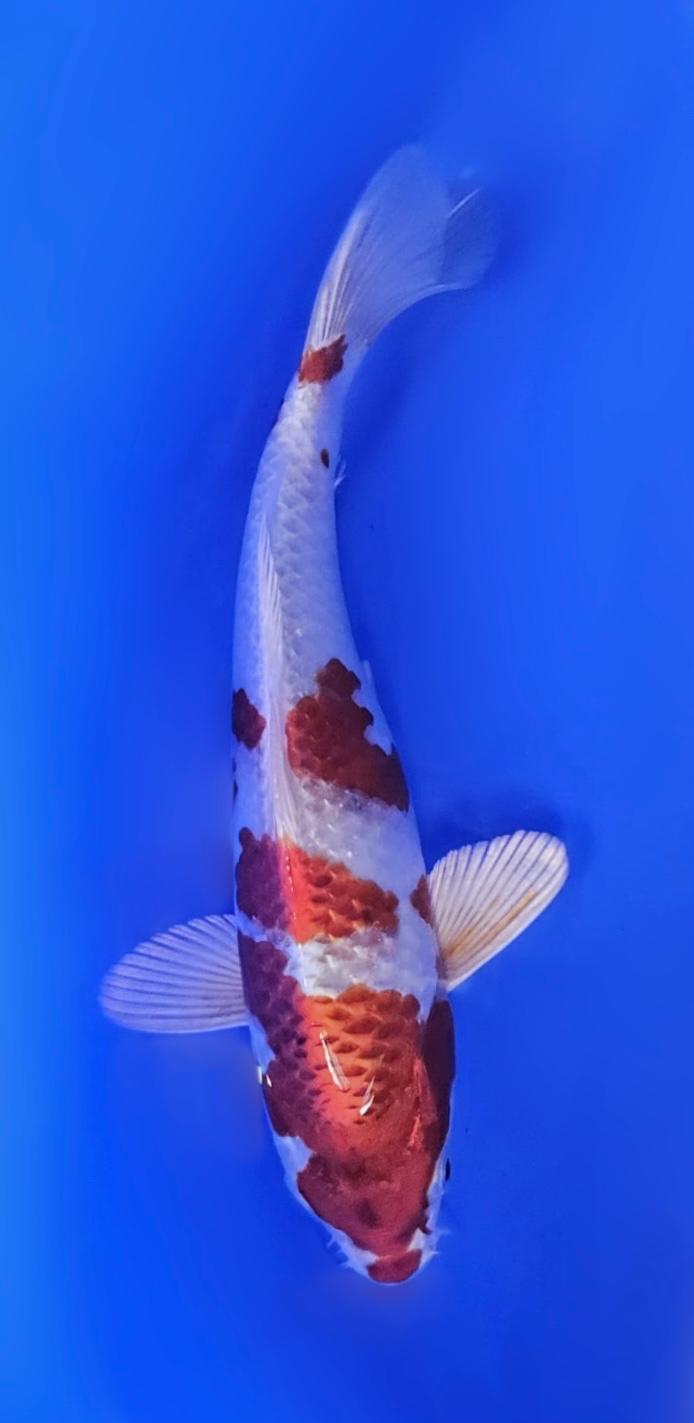 Kujaku - 20cm