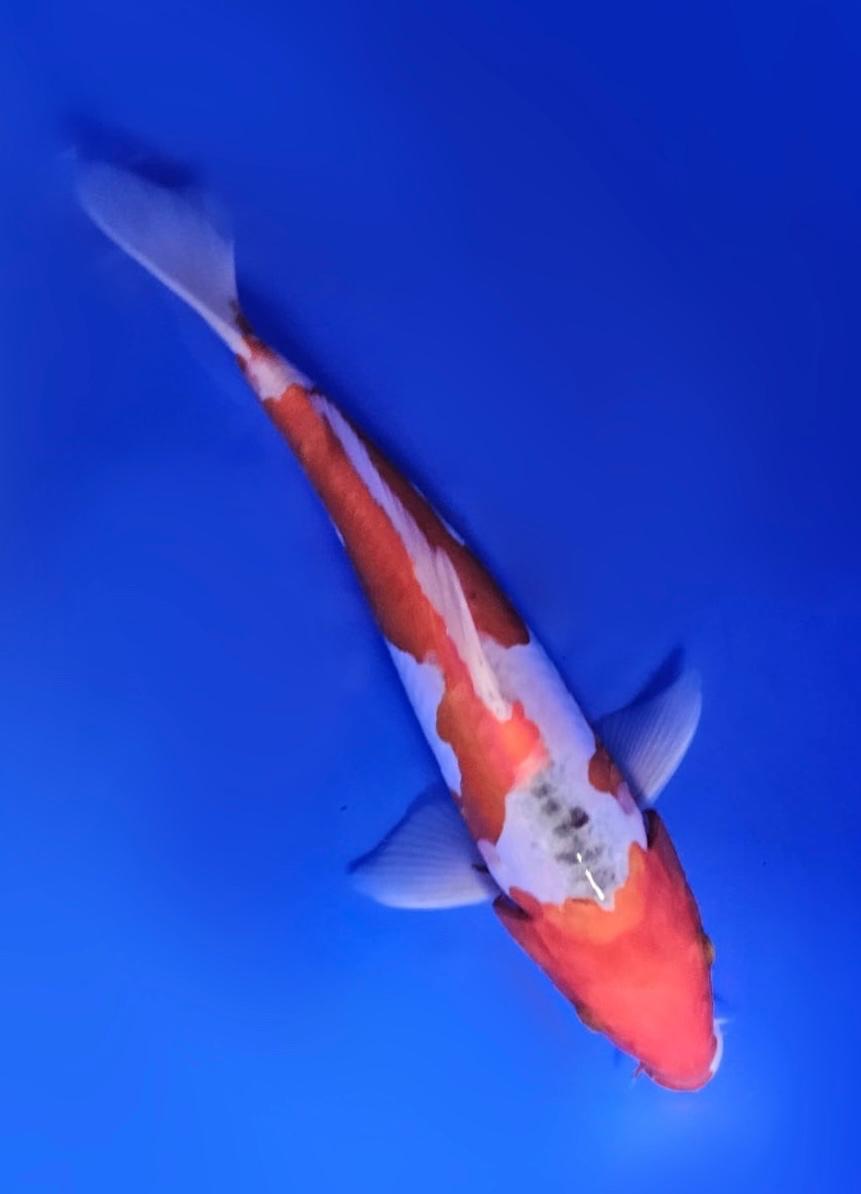 Sanke - 22cm