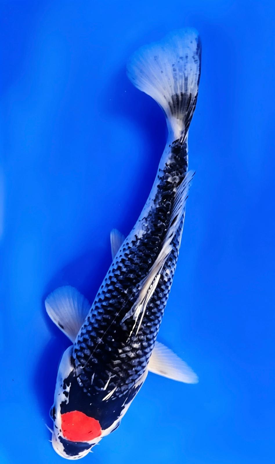 Tancho Goshiki - 20cm