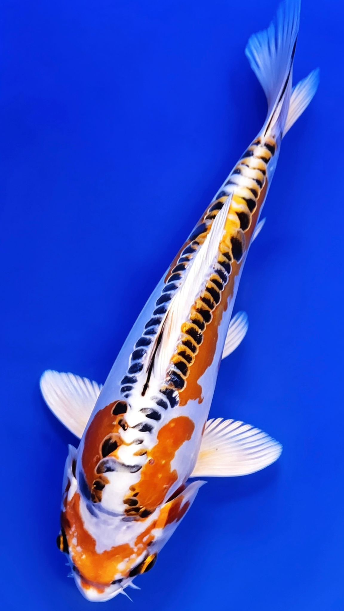 Yellow Dragon - 23cm