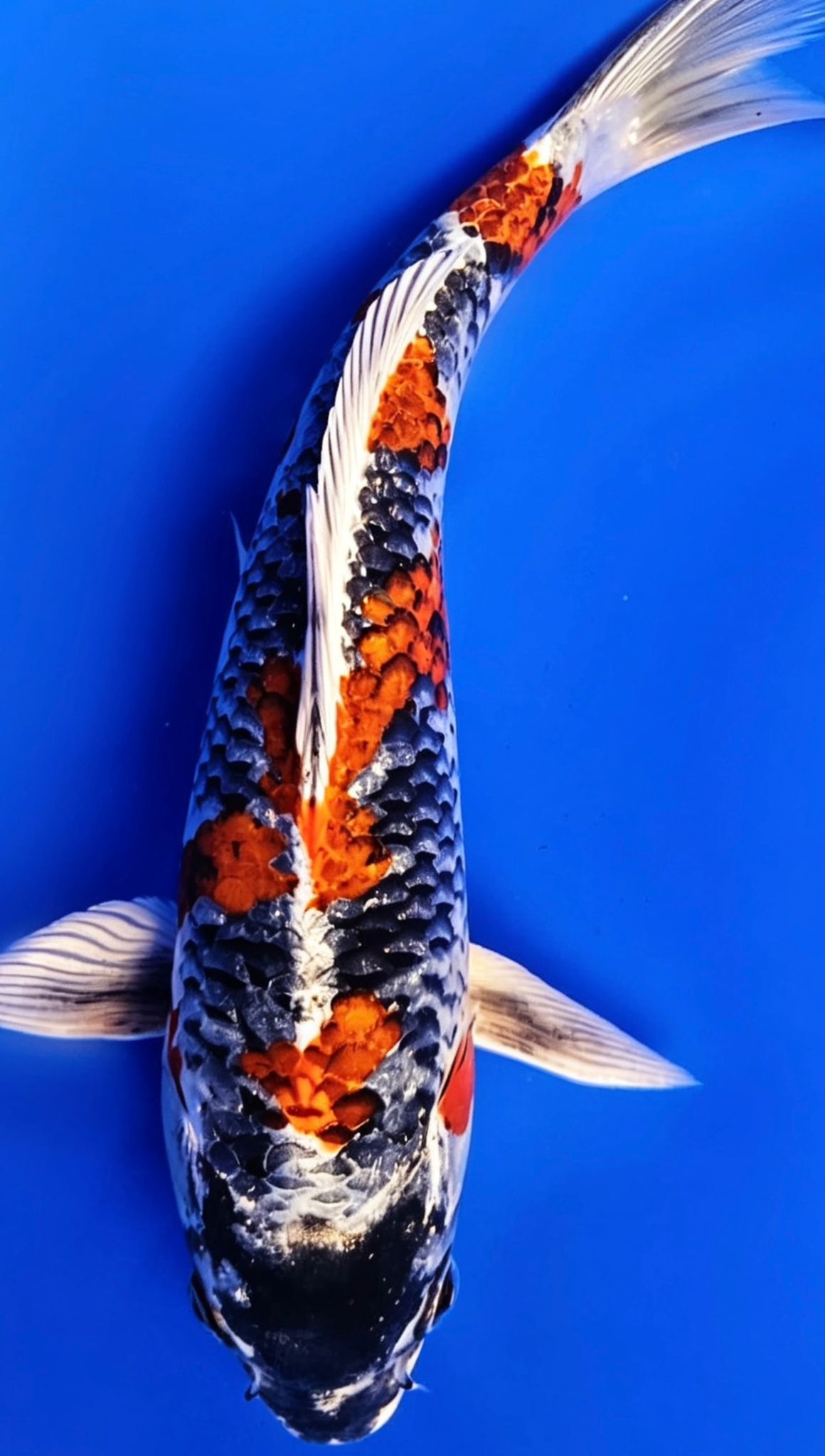 Kin Kujaku - 23cm