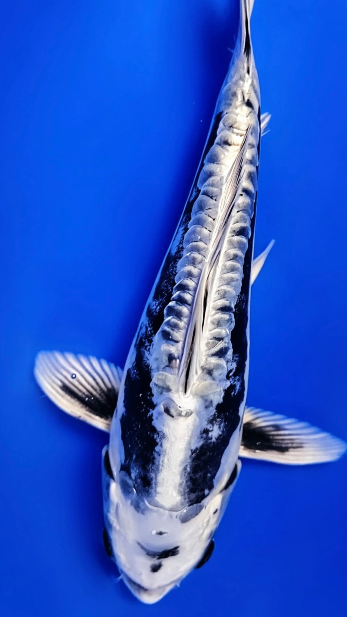 Kikokuryu - 23cm