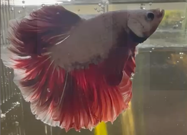 Dumbo Eared Betta Fish in shop