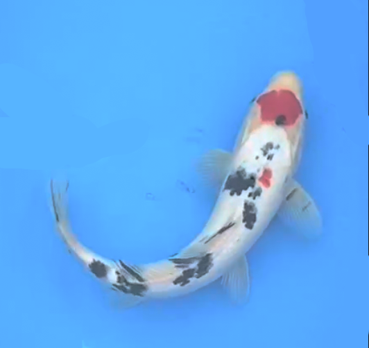 Maruten Sanke - 35cm