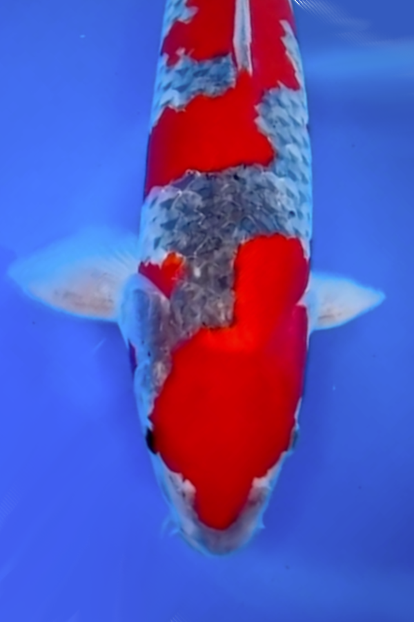 Goshiki - 55cm