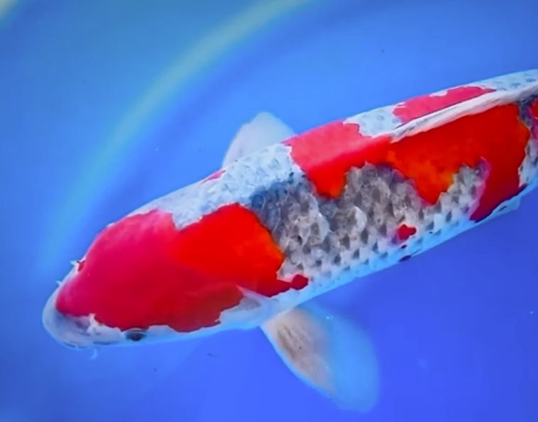Goshiki - 55cm