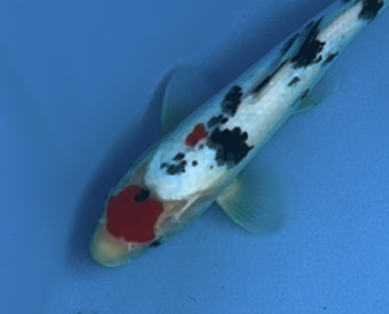 Maruten Sanke - 35cm