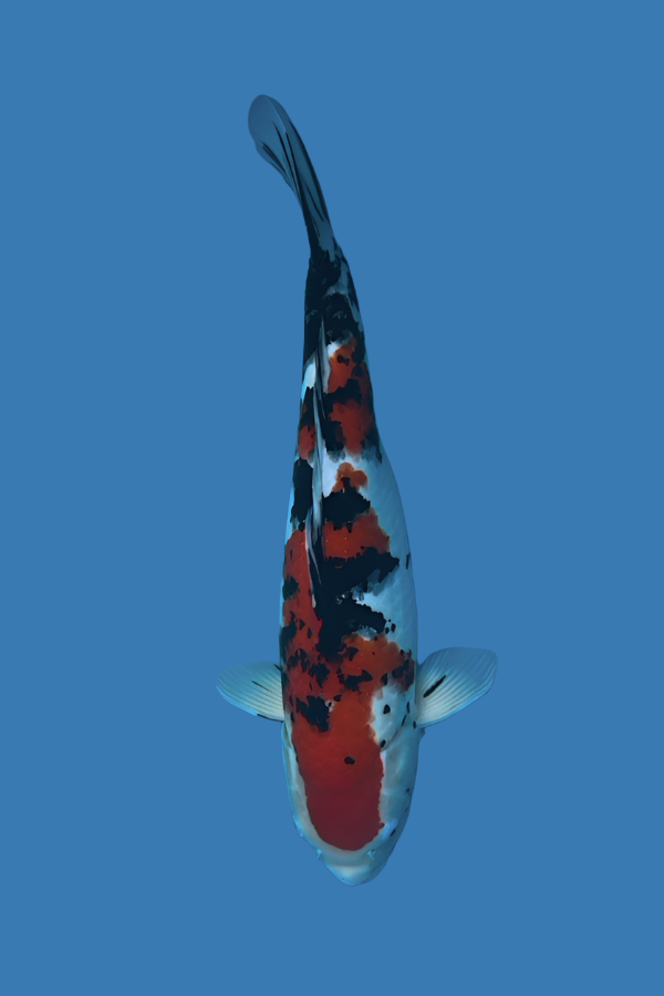 Sanke 48cm main