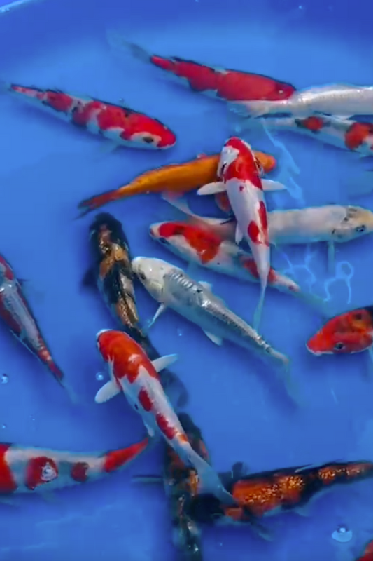 Yagenji Mix - 14-17cm