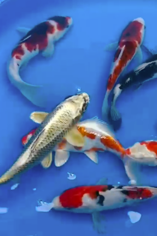 Yagenji Mix - 18-21cm