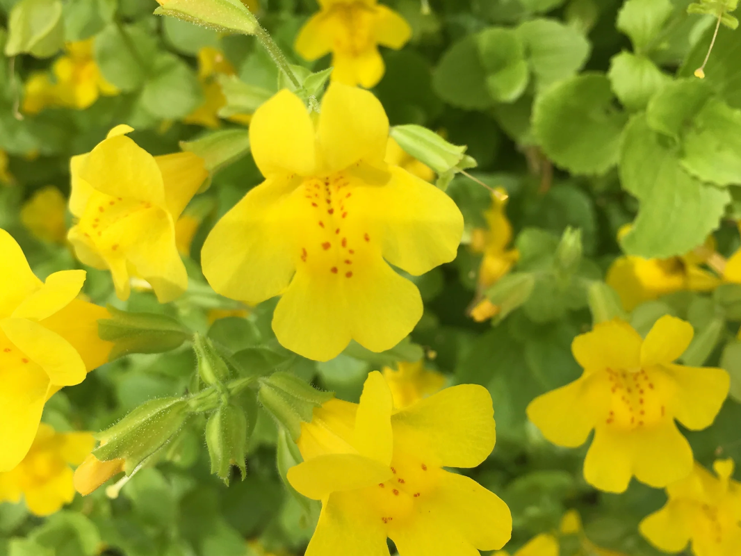 Mimulus Guttatus