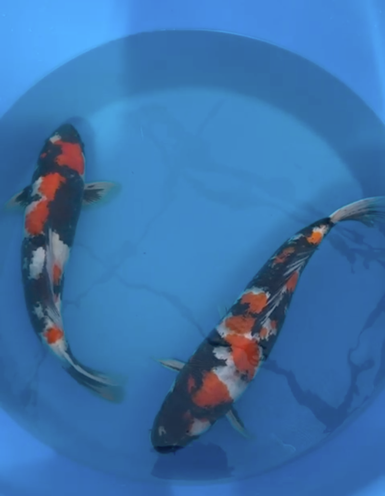 Omosako Nisai Showa