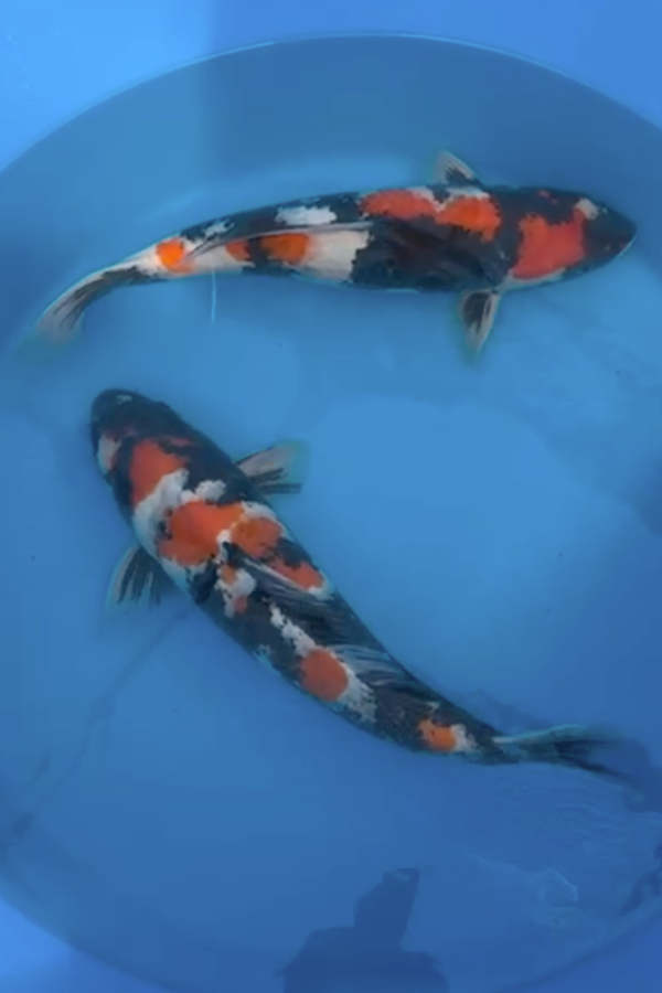 Omosako Nisai Showa