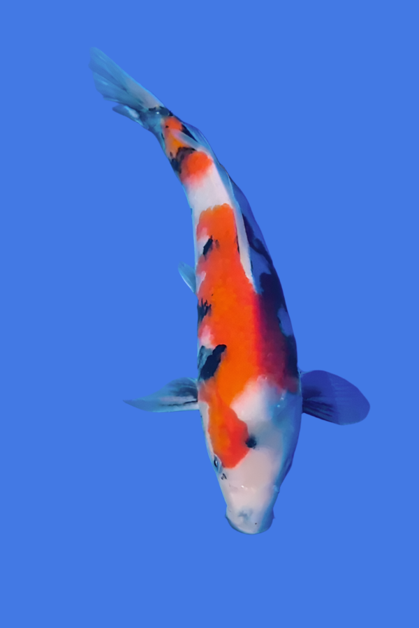 Omosaka Jumbo Tosai Showa - 35cm