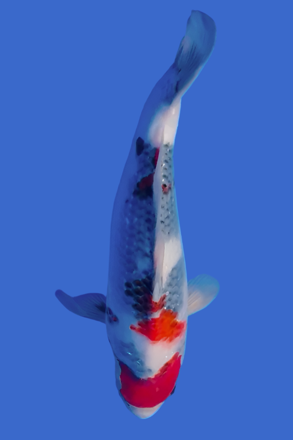 Omosaka Jumbo Tosai Showa - 34cm
