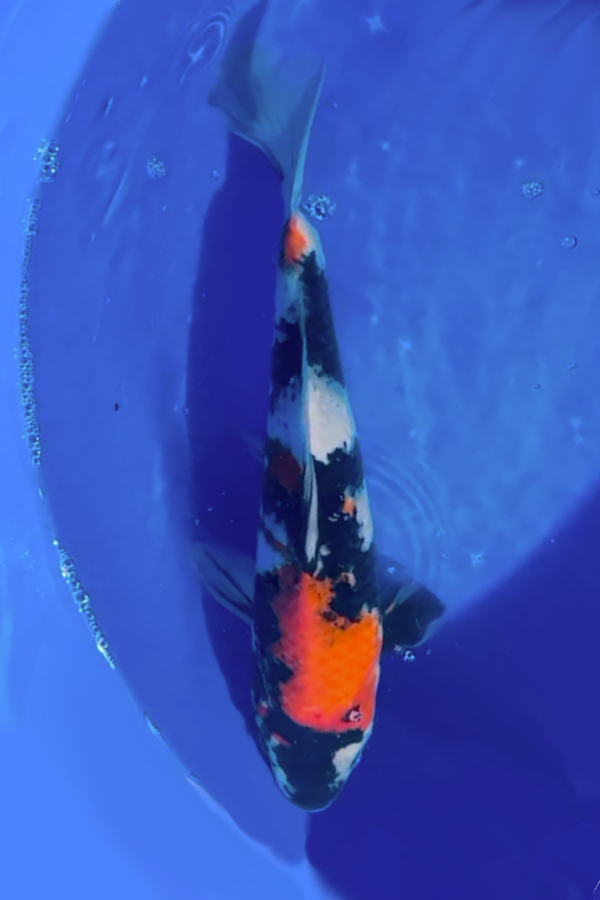 Omosaka Showa High Grade - 35cm