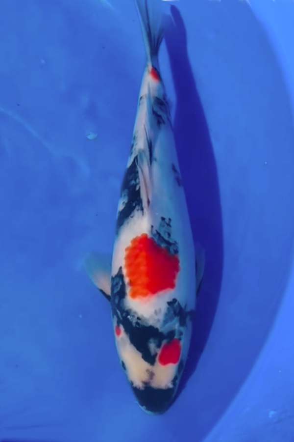 Omosaka Jumbo Tosai Showa - 32cm