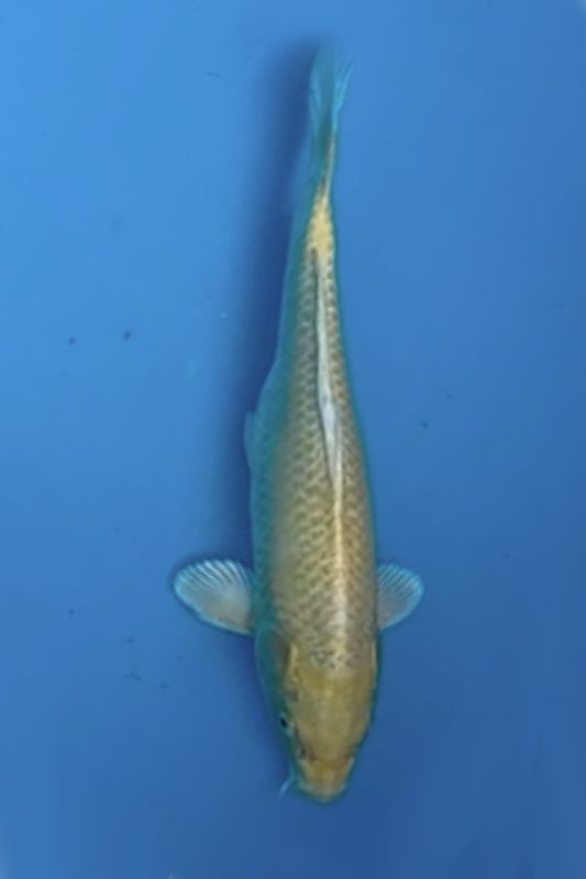 Yamabuki Ogon - 30cm