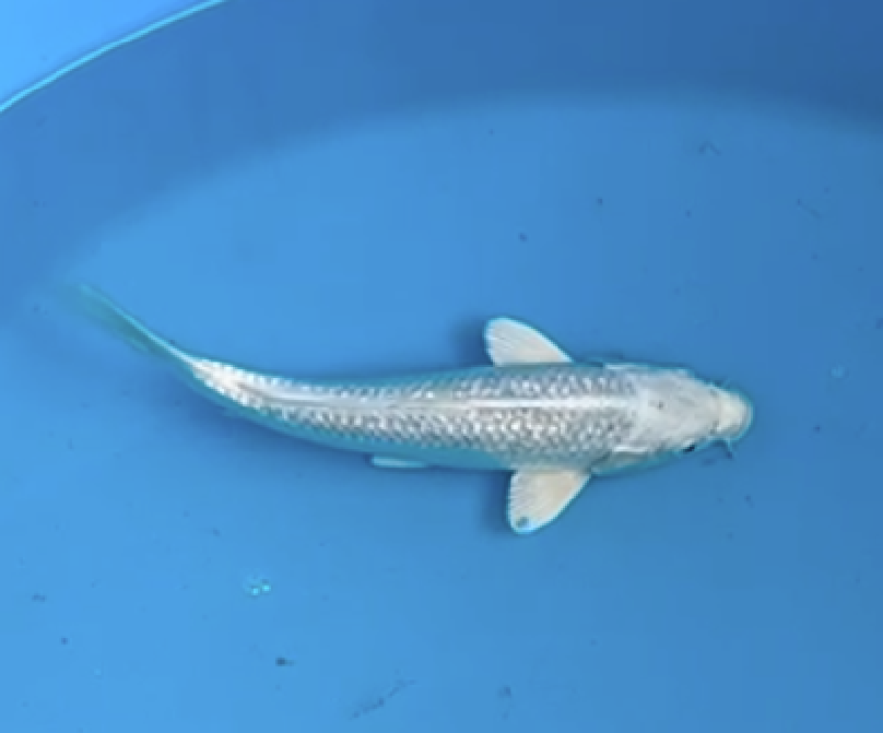 Platina Ogon - 30cm