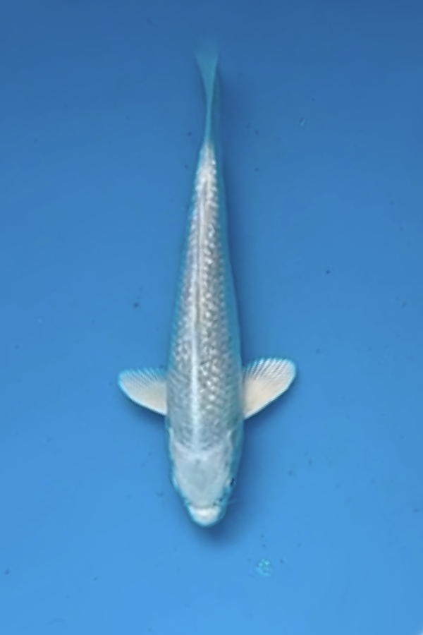 Platina Ogon - 30cm