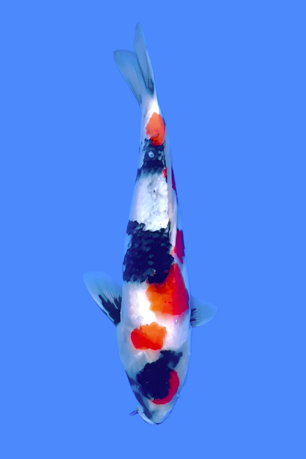Maruten Showa - 35cm