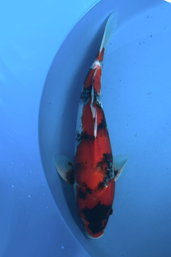 Omosaka Showa - 40cm