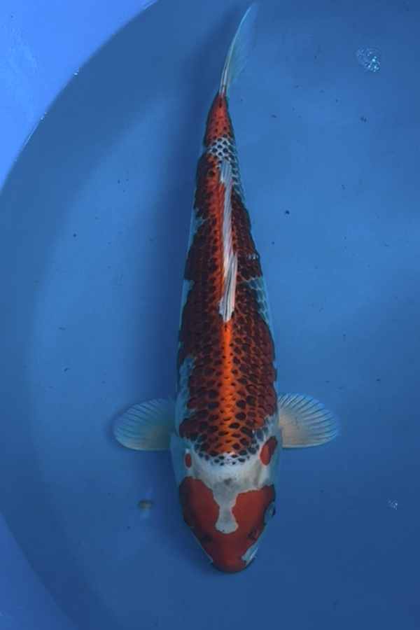 Kujaku - 42cm