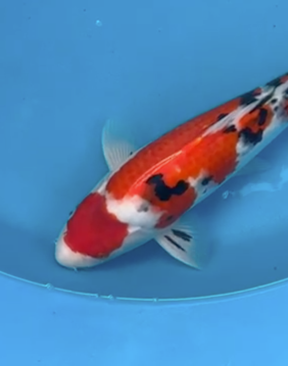 Otsuka Maruten Sanke - 35cm