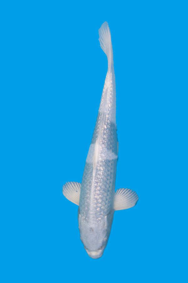 Platina Ogon - 30cm