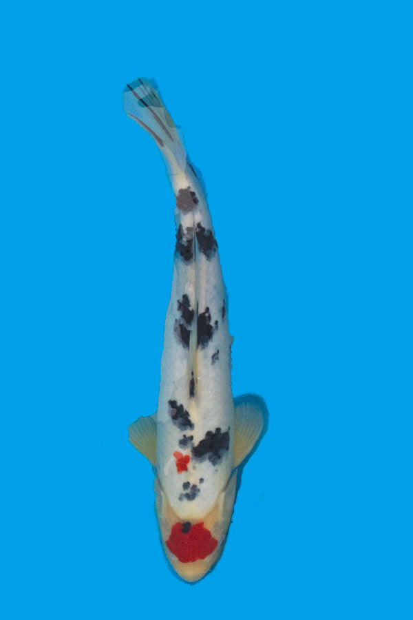 Maruten Sanke - 35cm