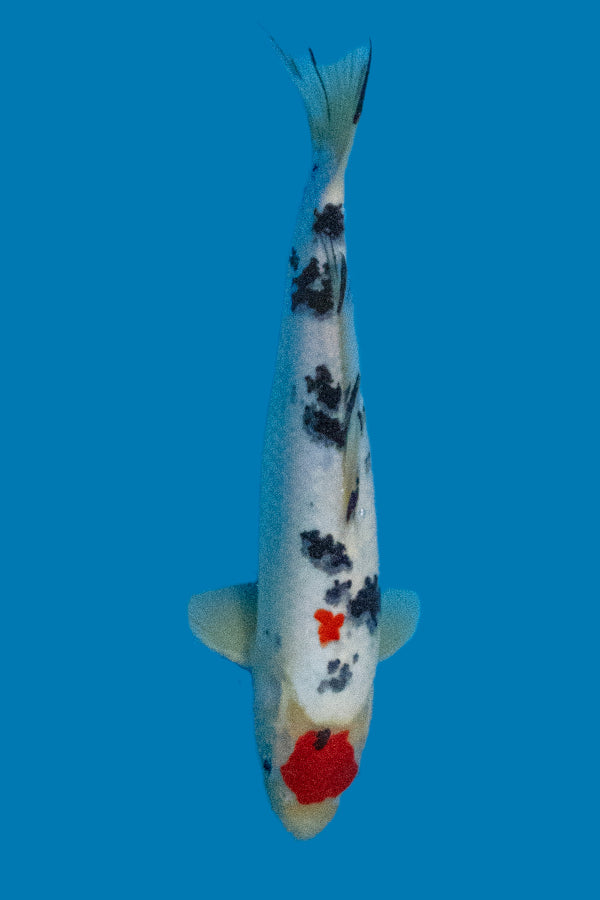 Koi Fish Coys Stream Japanese Koi Koi Fish Eating Watermelon