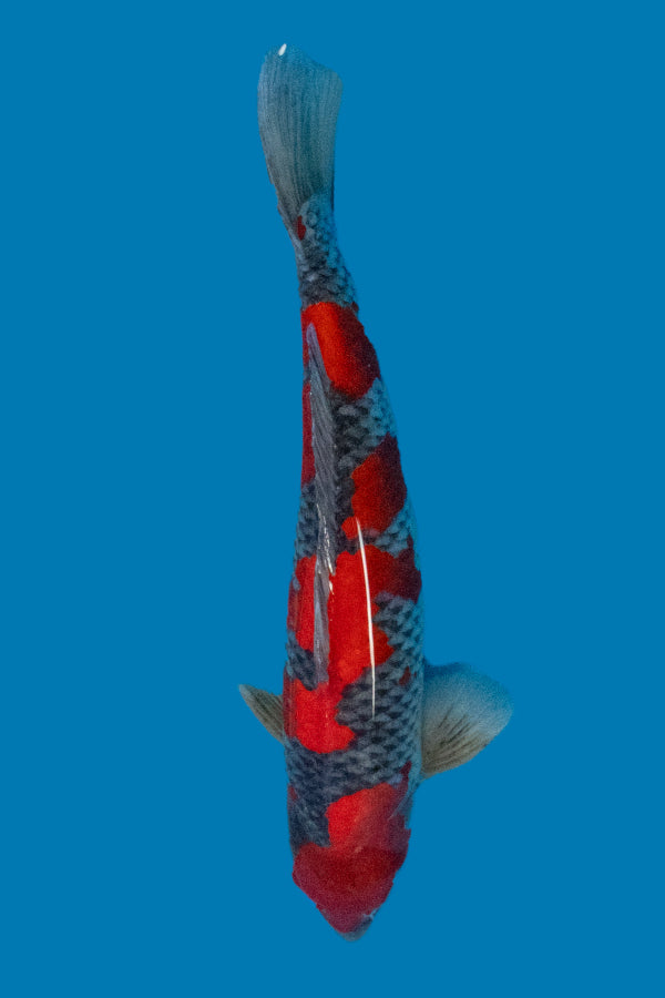 Goshiki - 55cm