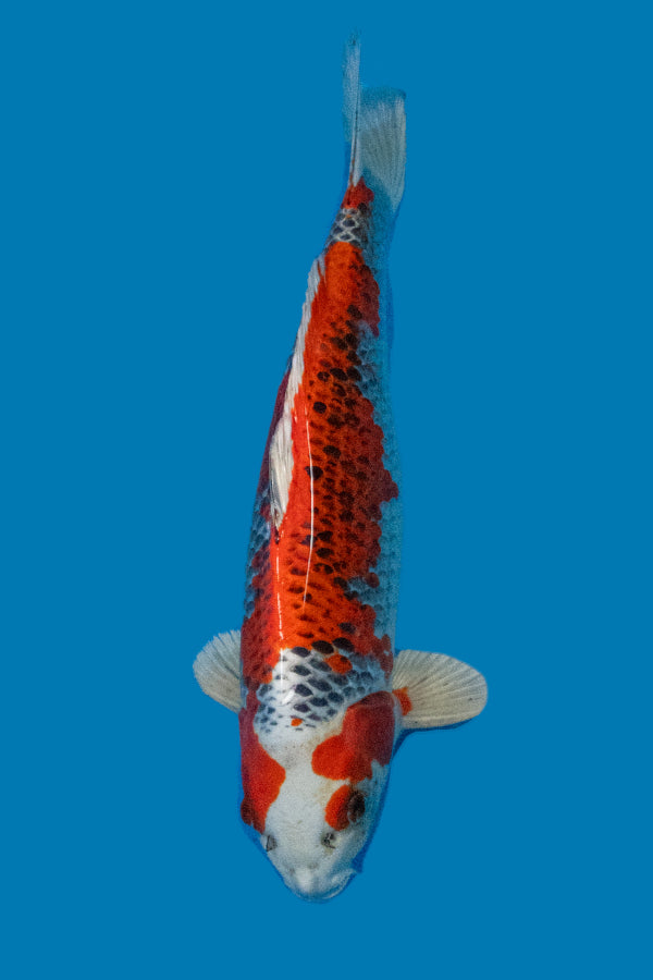 Kujaku - 45cm