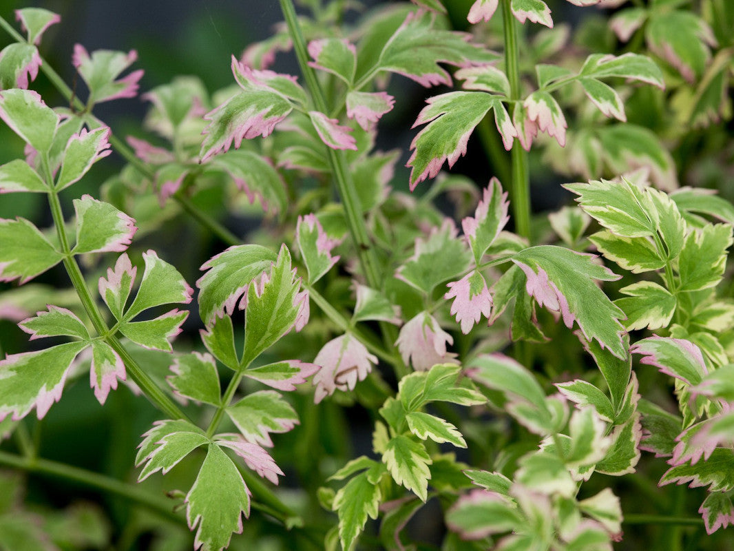 Oenanthe Javanica 'Flamingo'