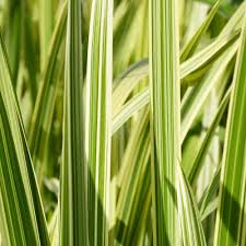 Glyceria Maxima Variegata